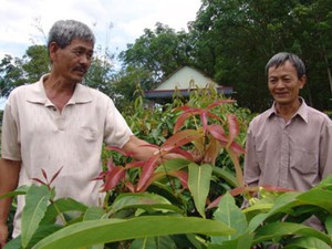 Ly kỳ chuyện 2 lão nông vào rừng tìm rau rừng vang danh cả Tây Ninh