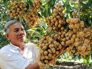 Lão nông Vĩnh Long trồng nhãn “kháng lệnh trời”, thu 2 tỷ đồng/năm