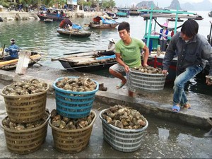 Trực tuyến “Phát triển kinh tế thủy sản theo hướng bền vững”