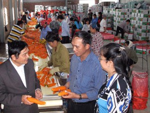 “Siêu” nông dân Hải Dương bán hoa quả sang 7 nước