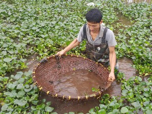 Ninh Bình: Độc đáo nghề đi vớt cua đồng, mỗi ngày kiếm 500.000 đồng