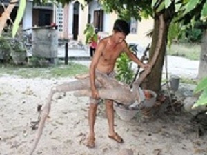 Khánh Hòa: Đào trúng củ sắn dài hơn 2m, có hình thù giống người cá