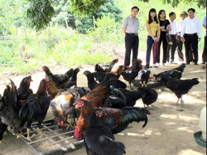 Vừa "gác động" Hoa Lư, vừa nuôi gà bán làm quà, kiếm trăm triệu/năm