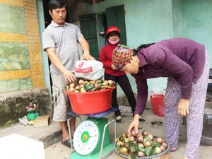 Hải Dương: Cả làng phấn khởi vì vú sữa sạch được mùa, được giá