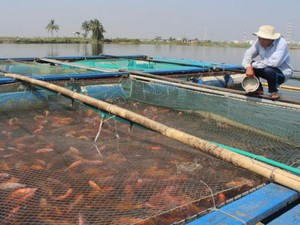 Vì sao nuôi cá lồng lãi cao, nhưng nông dân Đà Nẵng vẫn phập phồng lo lắng?