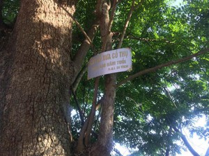 Bắc Ninh: Dân làng không hề muốn bán cây sưa 400 năm tuổi