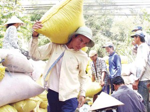 Hạt gạo Việt Nam: Nông dân nghèo trên vựa hạt ngọc trời