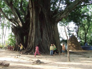 Bí ẩn &quot;cụ&quot; cây da 400 năm tuổi là nơi trú ngụ của chim lạ, rắn độc