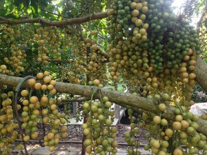 Hậu Giang: Lạ kỳ vườn dâu có quả mọc phủ kín thân cây, nặng trăm ký