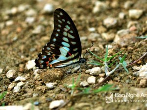Choáng ngợp hàng ngàn con bướm bay rợp trời ở miền Tây xứ Nghệ