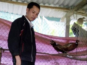 Quảng Bình: Nông dân trẻ từ nghèo thành giàu nhờ nuôi thêm chim trĩ