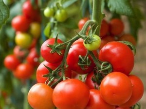 Lâm Đồng: Cà chua Đà Lạt đột ngột tăng lên 15.000 đồng/kg