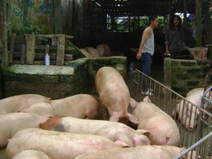 Chợ lợn lớn nhất miền Bắc tan nát theo cơn bão giá lợn