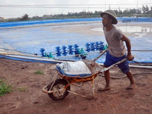 Ninh Bình: Tôm chết trắng đầm, 1.000 hộ “khóc không thành  tiếng”