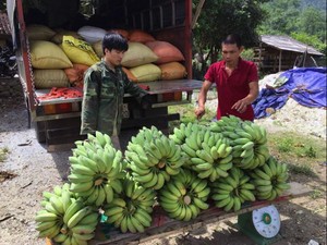 Mới nghe tưởng khùng: Bỏ nghề "oách" vào núi trồng 5ha chuối Thái Lan