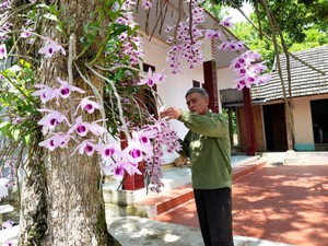 Lão nông xứ Tuyên 20 năm gây dựng vườn lan cổ tích chỉ để...chơi