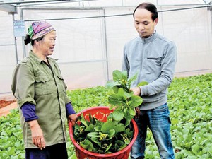 Hiệp Hòa – Bắc Giang: “Kích cầu” sản xuất nông nghiệp công nghệ cao