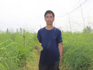 Quần quật từ sáng sớm, thầy giáo xứ Nghệ vẫn mê trồng măng tây xanh