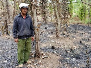 Giá cà phê cao kỷ lục, một nông dân Đắk Lắk bàng hoàng phát hiện vườn cà phê bị chặt cụt lủn - Ảnh 7.