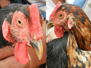 Kỳ lạ con gà “pê đê” có biệt tài gáy được 2 giọng trống, mái