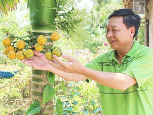 &quot;Đột nhập&quot; vào khu vườn mẫu đạt giải A của cán bộ tư pháp