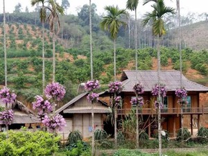 Lạ mà hay: Cho lan "sống chung" với cây cau, ngắm hoa đẹp ngỡ ngàng