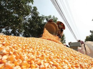 Giá nguyên liệu thức ăn chăn nuôi sắp có biến động lớn