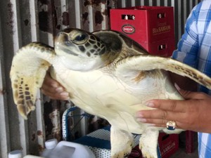 Cà Mau: Trưng cầu giám định 300kg cá thể động vật nghi là rùa biển