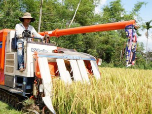 Giống lúa Thái Bình tạo mùa vàng ở đất “chưa mưa đã thấm”