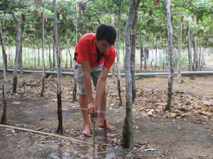 Nông dân Tây Ninh dùng năng lượng mặt trời kết hợp tưới nhỏ giọt cho khoai mì, giảm phát thải CO2 - Ảnh 6.