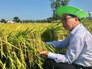 Giống lúa Thái Bình tạo nên đồng vàng ở xứ Quảng
