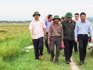 Chủ tịch Quảng Trị đội nắng xuống đồng cùng nông dân thu lúa hữu cơ