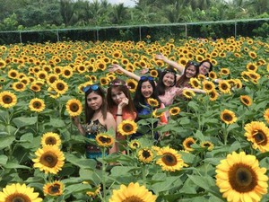 'Phát cuồng' với cánh đồng hoa đẹp như cõi mơ ở Tiền Giang