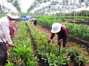 Bình Phước: Hỗ trợ 522.000 cây điều giống cho đồng bào DTTS, hộ nghèo