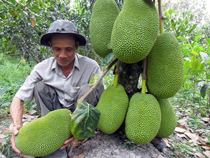 Trung Quốc ngừng mua, giá mít Thái ở Việt Nam "rớt cái bịch"!