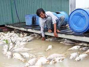 Cá chết trên sông La Ngà: "Mất bò mới lo làm chuồng"