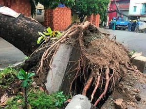 TP.HCM:Mưa kèm gió mạnh làm sập mái nhà, quật ngã cây đè lên xe tải