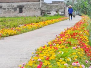 “Mê mệt” con đường hoa rực rỡ đẹp như tiên cảnh ở làng quê Nam Định