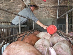 Tan nát ngành chăn nuôi lợn: 1-2 năm nữa, công ty FDI sẽ &quot;hốt trọn&quot;