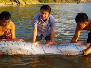 Dân nuôi hải sản lồng bè ở Vũng Áng của Hà Tĩnh đang “hốt bạc” nhờ bán con gì giá 1 triệu/kg?- Ảnh 21.