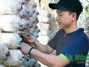 Đắk Nông: Khởi nghiệp trồng nấm bào ngư doanh thu 1 tỷ đồng