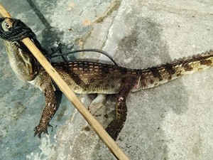 Hết hồn thấy cá sấu dài hơn mét, nặng vài chục kg bị sổng chuồng ở Quảng Nam