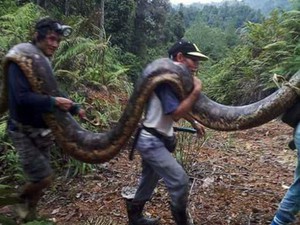 Dựng tóc gáy xem dân trong làng bắt trăn siêu &quot;khủng&quot; chưa từng thấy