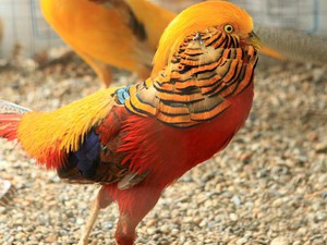 Chiêm ngưỡng đàn chim trĩ 7 màu quý hiếm của đại gia Thái Nguyên