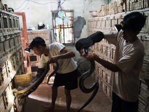 Nghề nuôi rắn hổ mang kiếm tiền tỷ ở Vĩnh Phúc