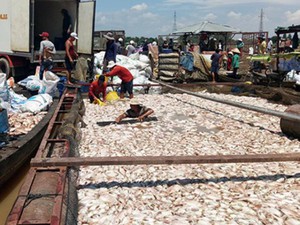 Ngư dân làng bè La Ngà trắng tay sau vụ 1.500 tấn cá chết