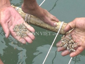 Dân nuôi ngao, thưng, sần, ốc hương ở Quảng Ninh đã mua được thứ không thể thiếu là cát xốp, sẵn sàng vào vụ mới - Ảnh 6.