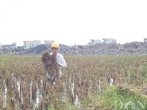 “Điều lạ” ở dự án chuyển đổi đất lúa khiến Chủ tịch Hà Nam bị kiện