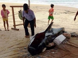 Cá voi nặng hơn 400kg trôi dạt vào bờ biển Quảng Ngãi