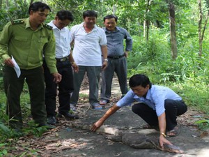 Kiên Giang: Một con kỳ đà hoa nặng 11kg bất ngờ bò vào trụ sở huyện